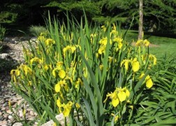 Iris pseudacorus / Mocsári nőszirom